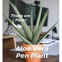 Aloe Vera Pen Plant Aloe Vera Pen Plant